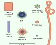 Роль вирусов в жизни организмов